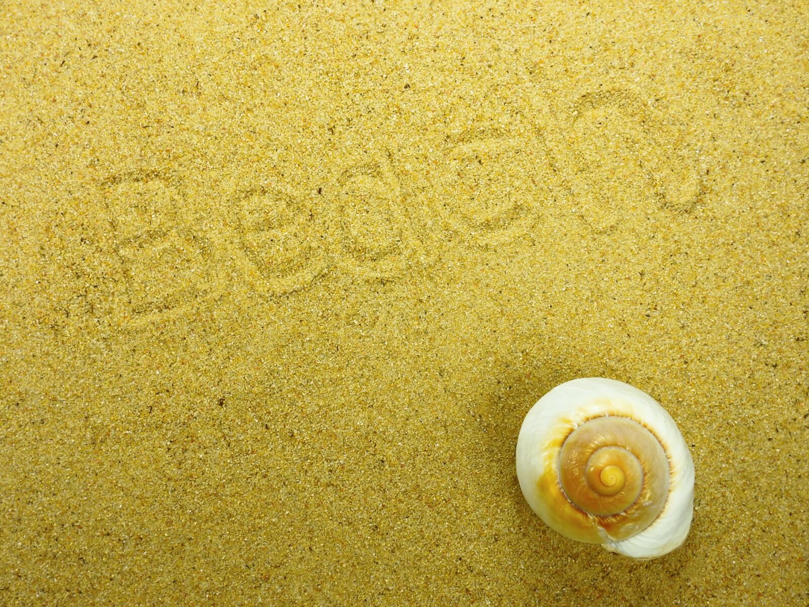 Nikon Coolpix P900 sample photo. Sand, beach, shell photography