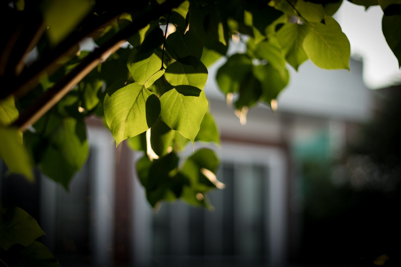 Canon EOS 7D Mark II sample photo. Sunshine, the leaves, wall photography