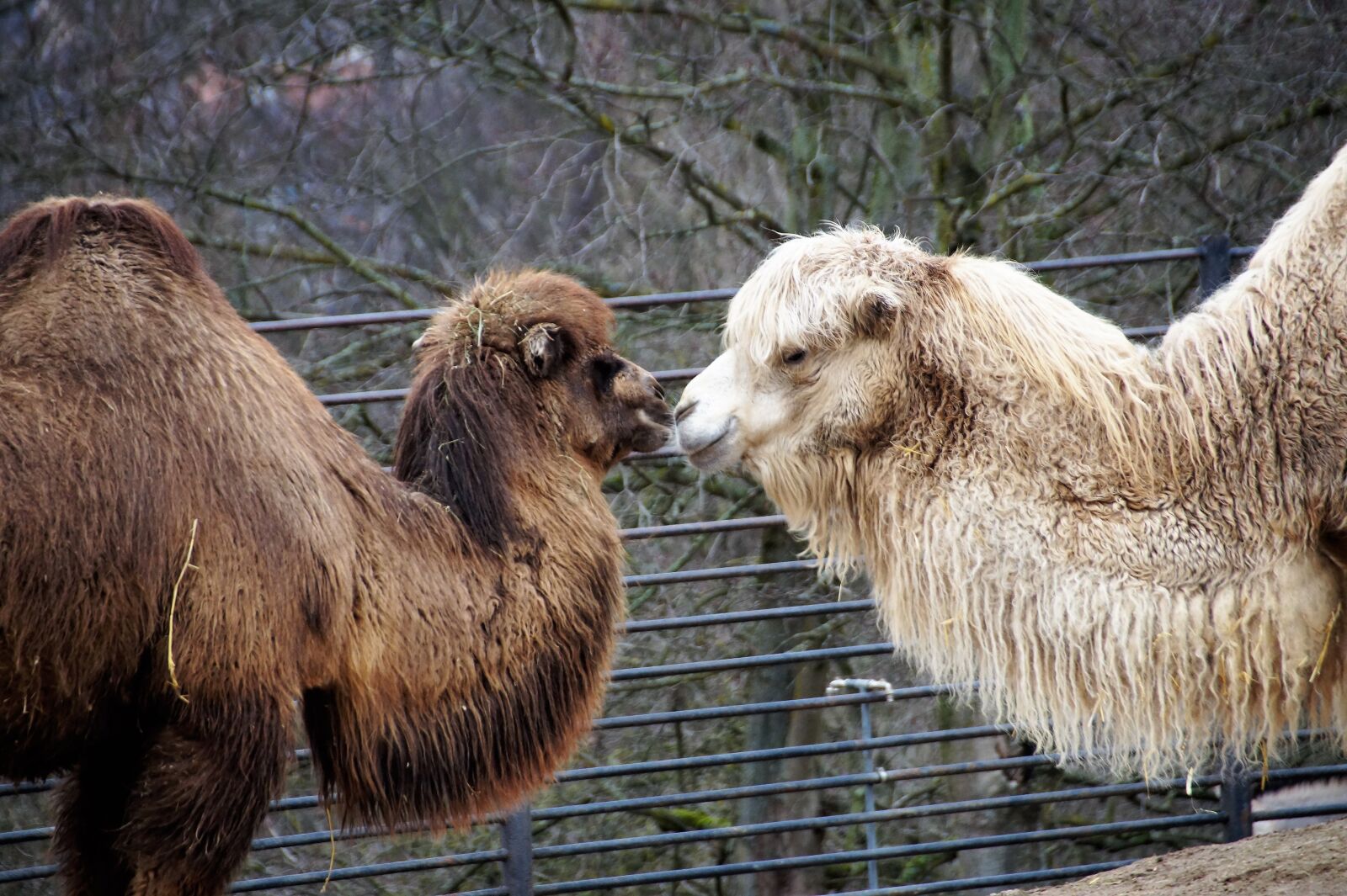 Sony SLT-A58 sample photo. Camel, animal, sahara photography