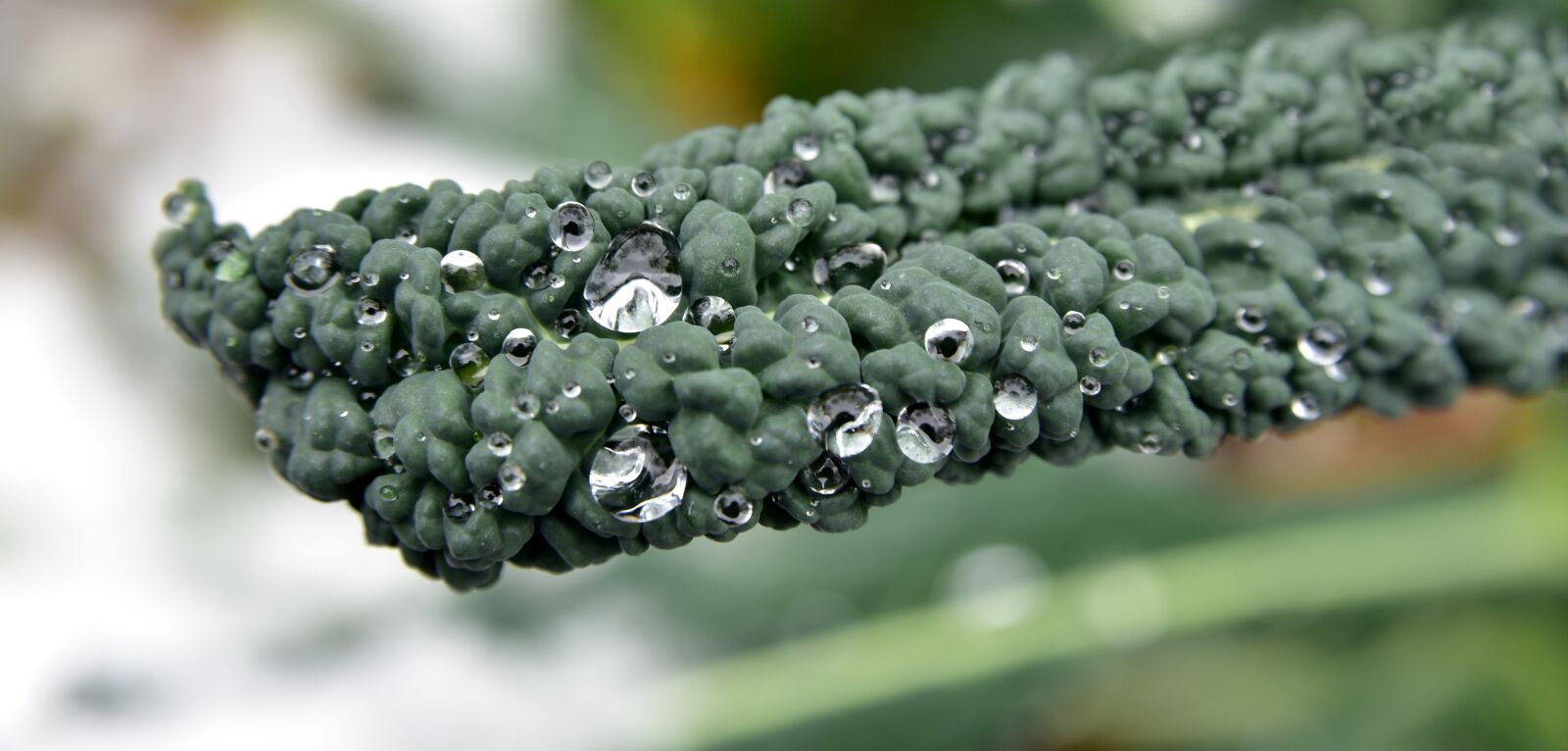 Nikon D750 sample photo. Kohl, cabbage leaf, winter photography