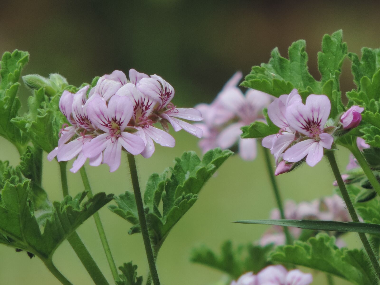 Nikon Coolpix P520 sample photo. Rose geranium, scented, flower photography