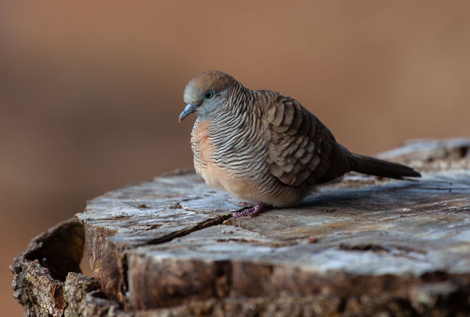 Canon EOS 5D Mark II + Canon EF 70-200mm F4L USM sample photo. Mauritian zebra dove, zebra photography