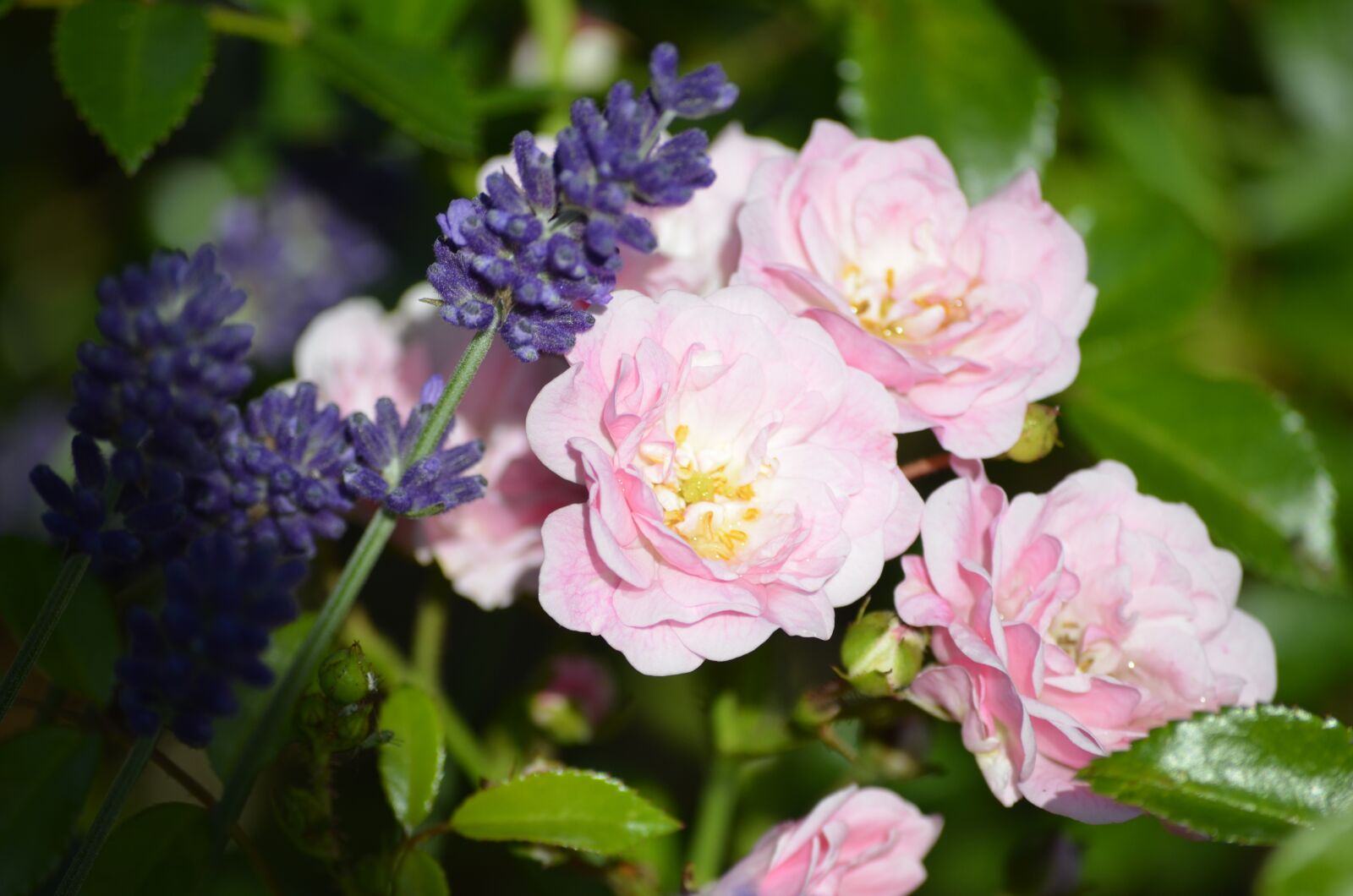 Nikon D5100 sample photo. Pink roses, lavender, roses photography