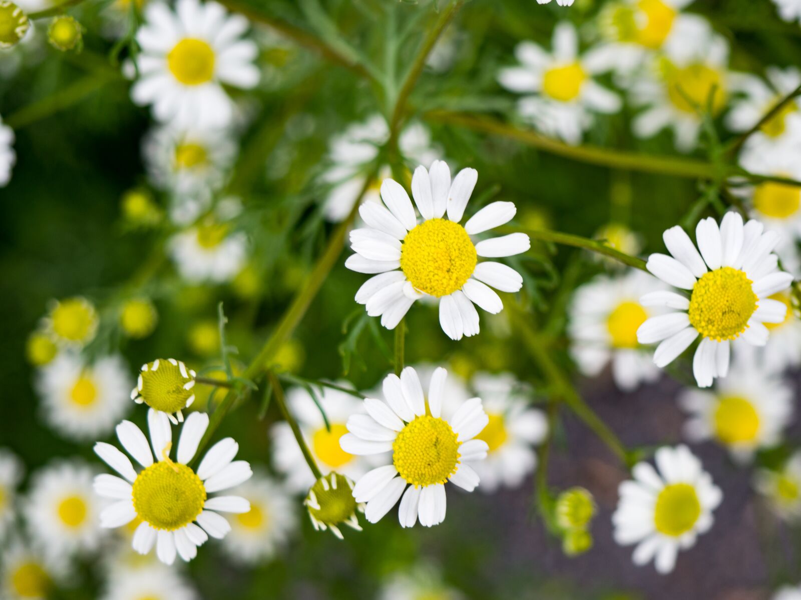 Olympus OM-D E-M10 sample photo. White, petal, yellow photography