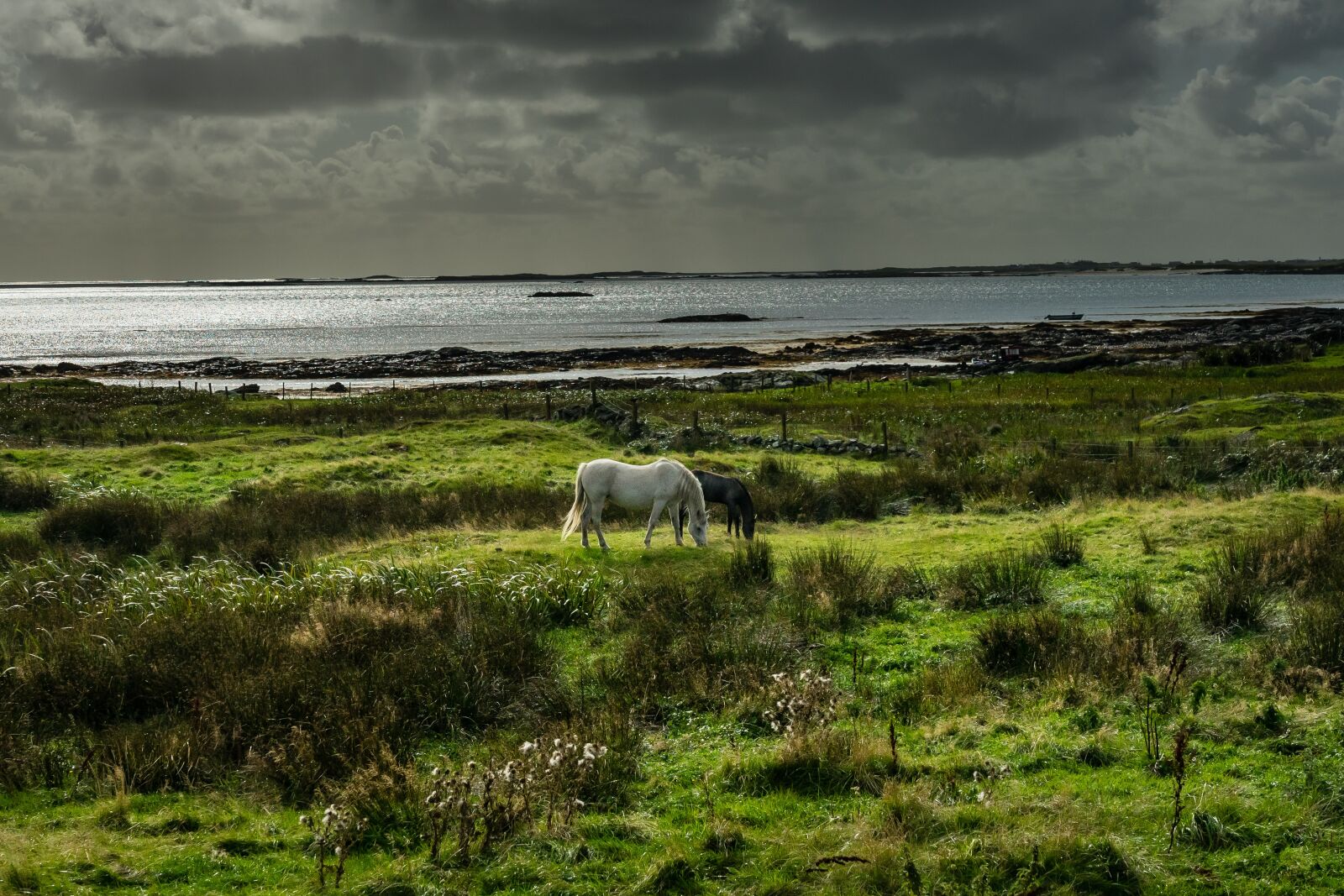 Sony a7 II + Sony FE 24-105mm F4 G OSS sample photo. Connemara, pony, horse photography