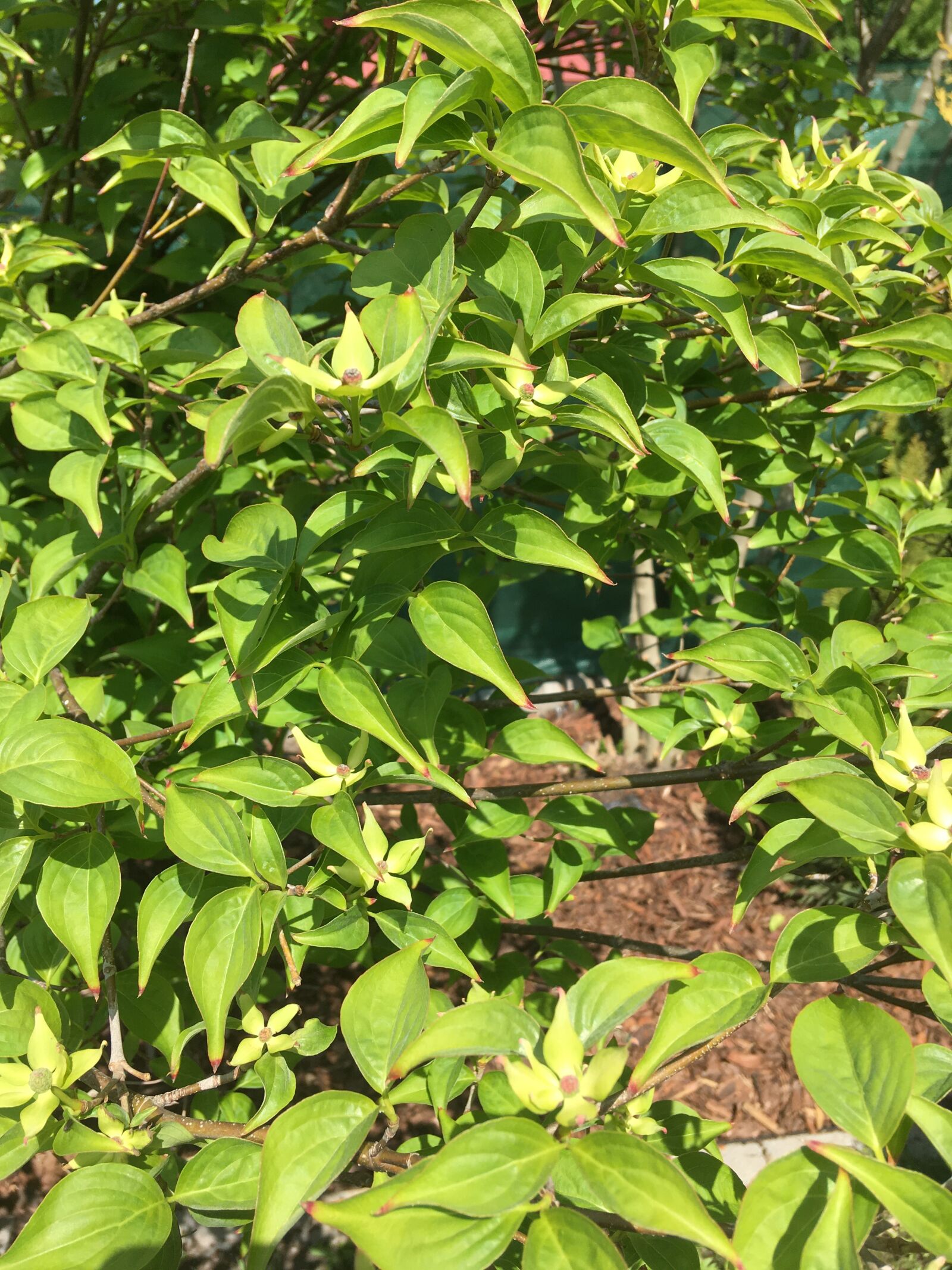 iPhone SE back camera 4.15mm f/2.2 sample photo. Deren, kousa, krzew photography