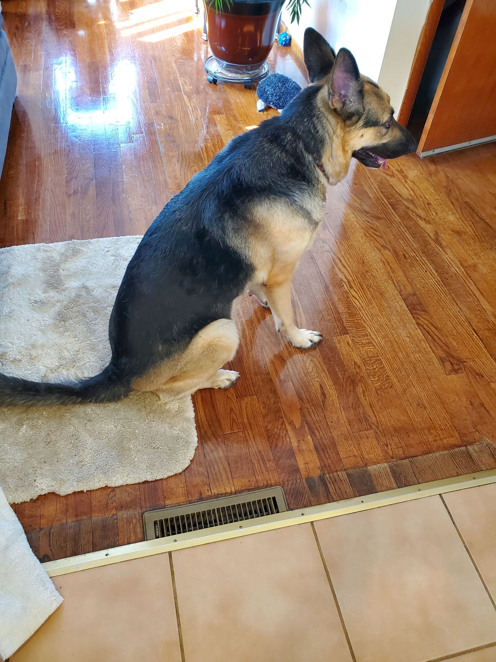 Samsung Galaxy S10 sample photo. Dog, german shepherd, beautiful photography