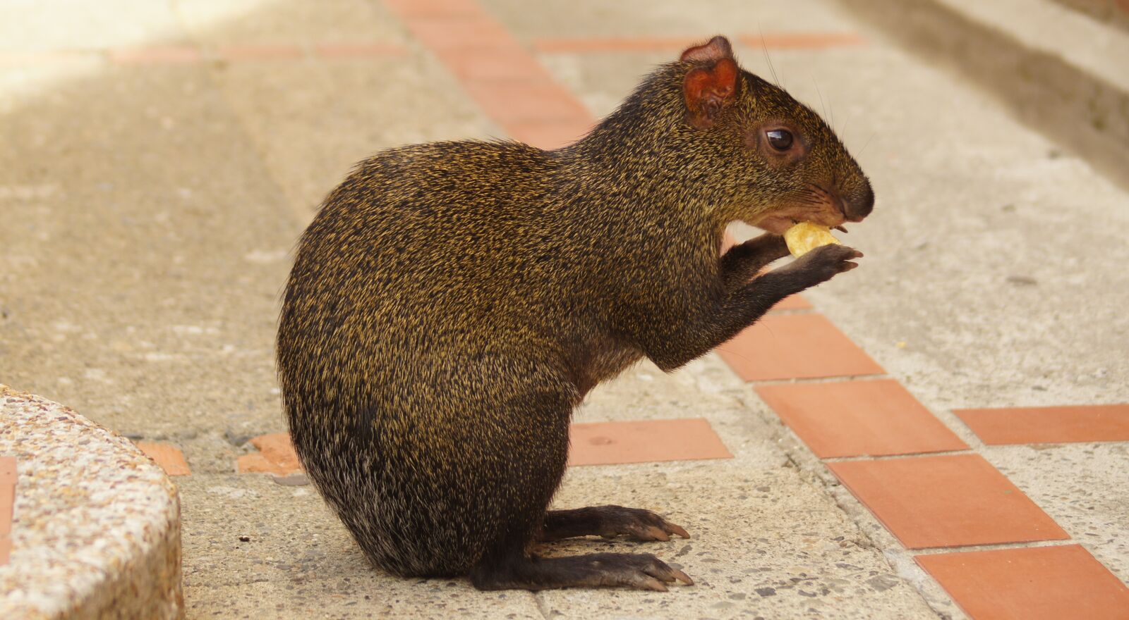 Sony SLT-A55 (SLT-A55V) sample photo. Fauna, guatin, rodedor photography
