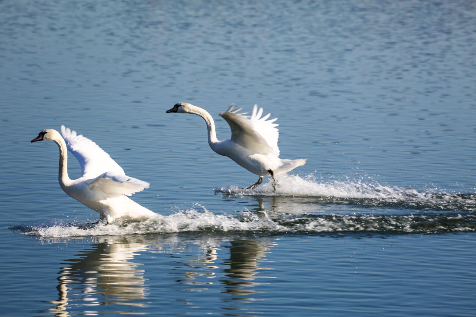 Canon EF 100-400mm F4.5-5.6L IS USM sample photo. Swans, land, water photography