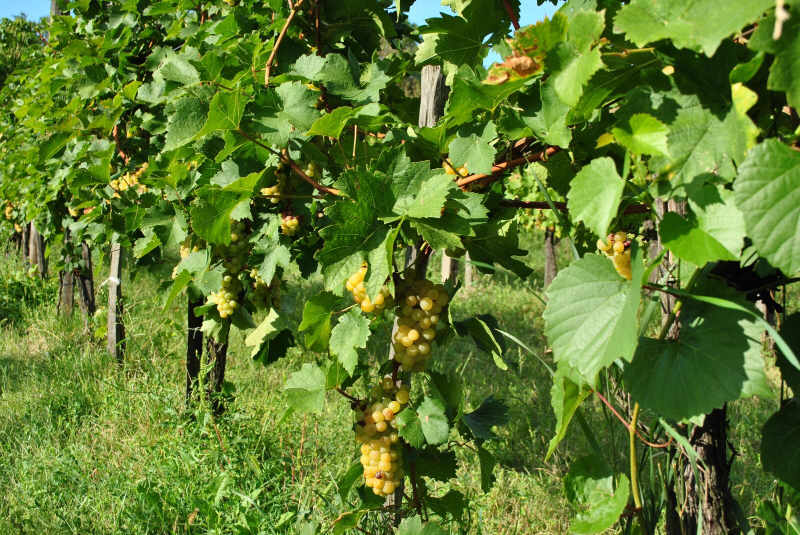 Nikon D3000 sample photo. Grape, grape harvest, vintage photography