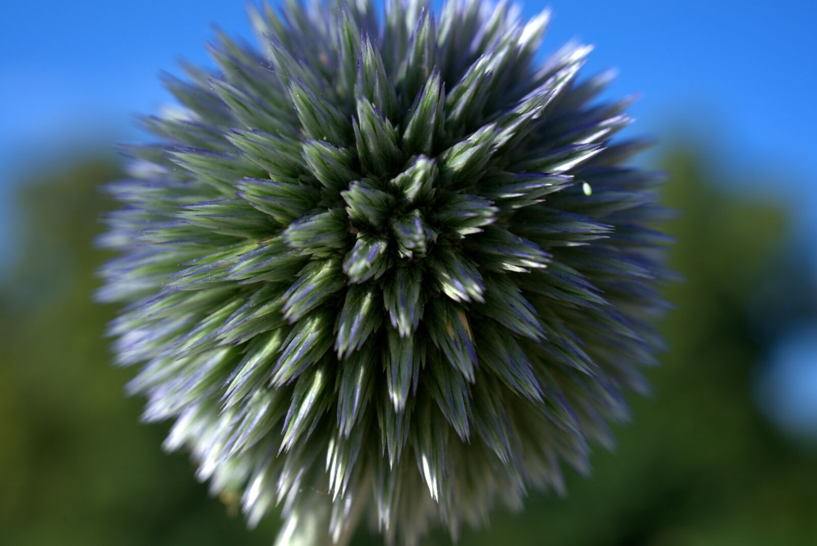 Sony FE 50mm F2.8 Macro sample photo. Thistle, globe thistle, prickly photography