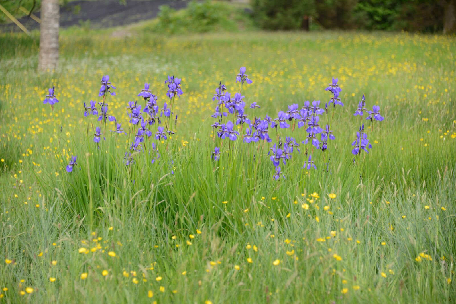 Nikon D800 sample photo. Flowers, bluebells, buttercups photography