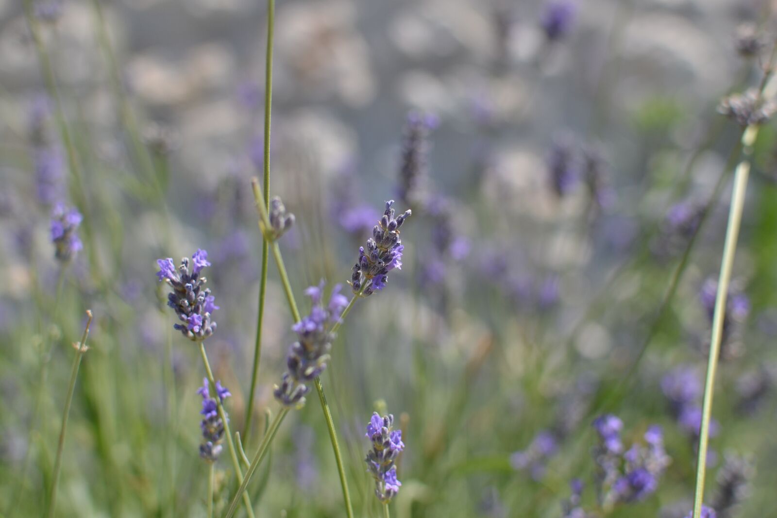Nikon D3100 sample photo. Lavender, nature, natural photography
