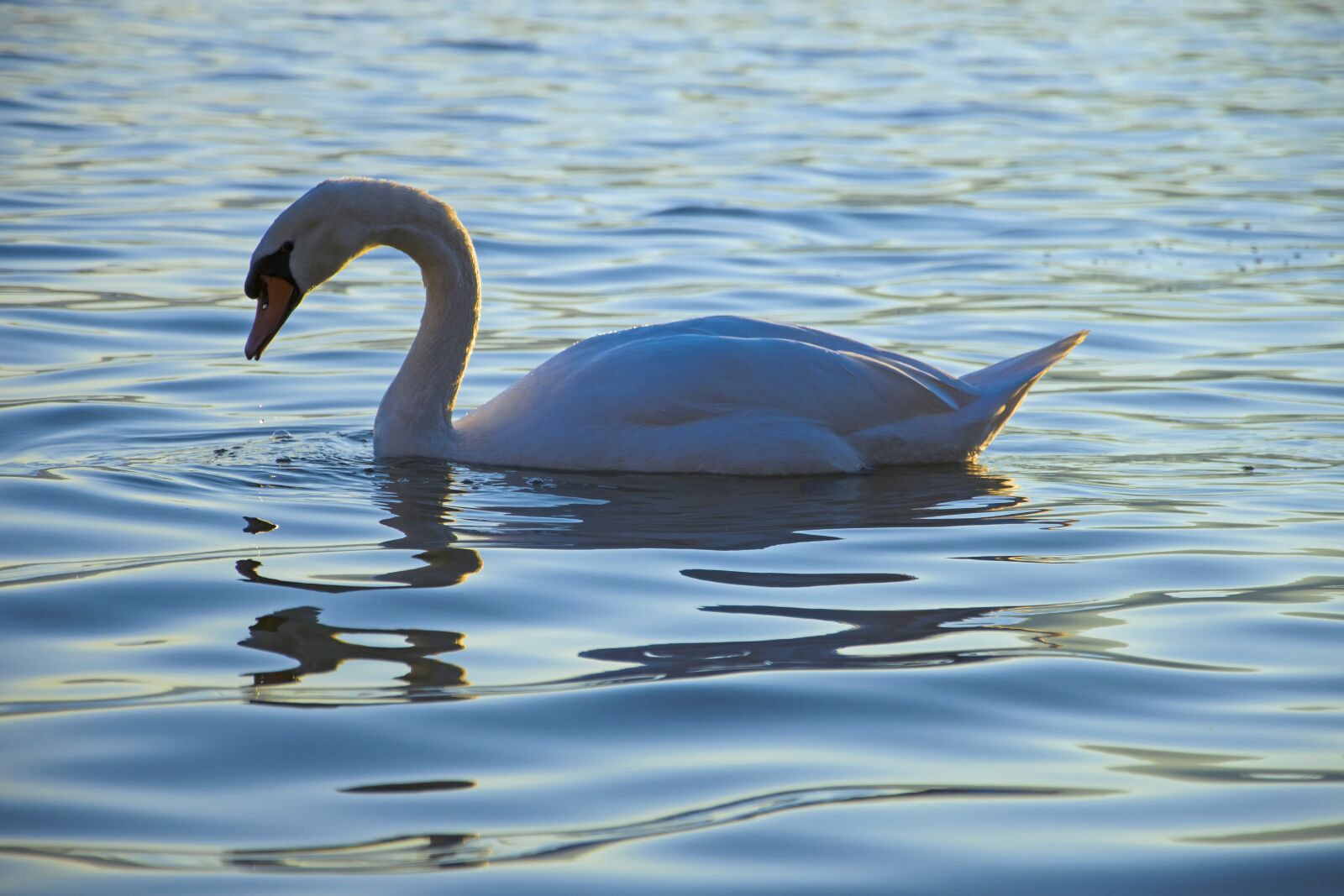 Nikon D7200 sample photo. Swan, lake, white swan photography