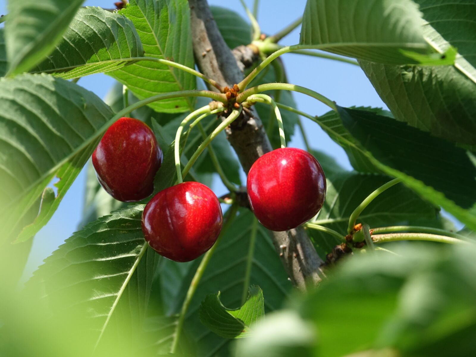 Sony Cyber-shot DSC-RX10 III sample photo. Cherries, fruits, summer photography