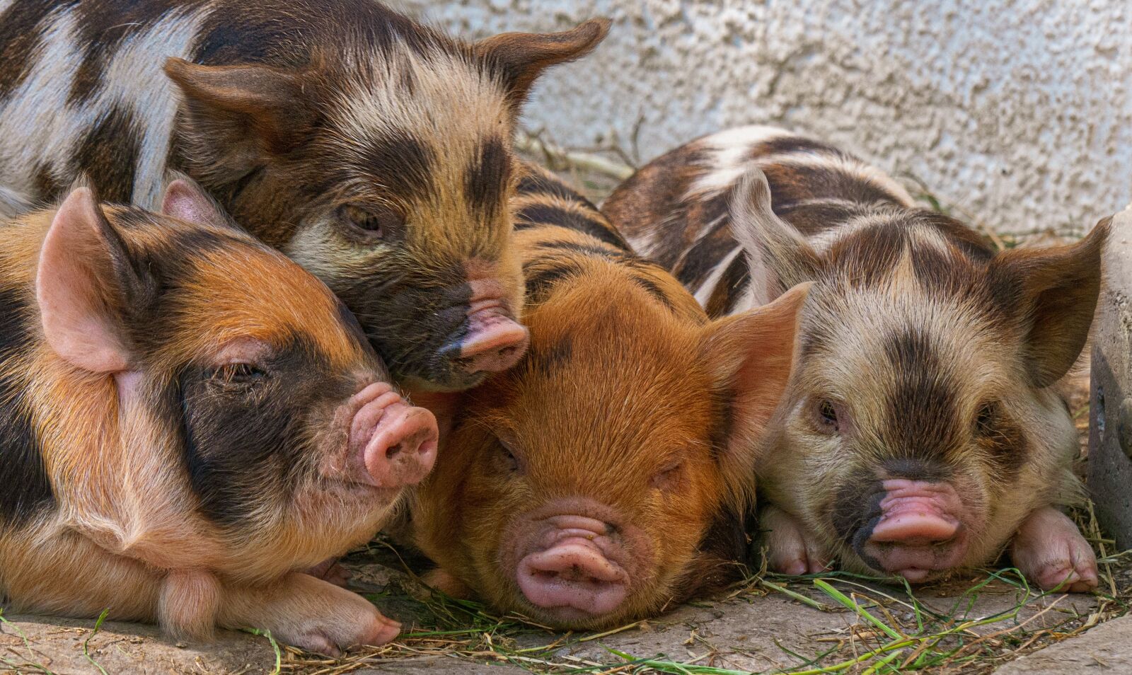 Panasonic DMC-G81 sample photo. Piglet, pigs, breed pig photography