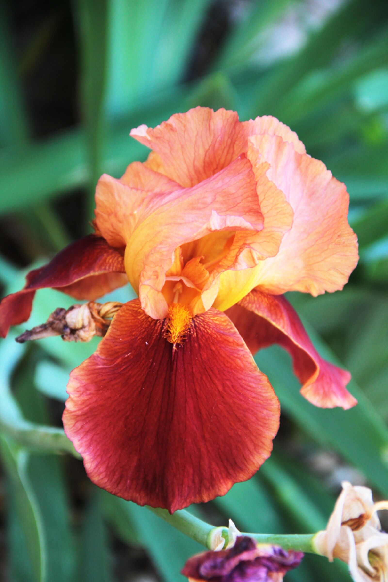 Canon EOS 7D sample photo. Flower, botany, botanical garden photography