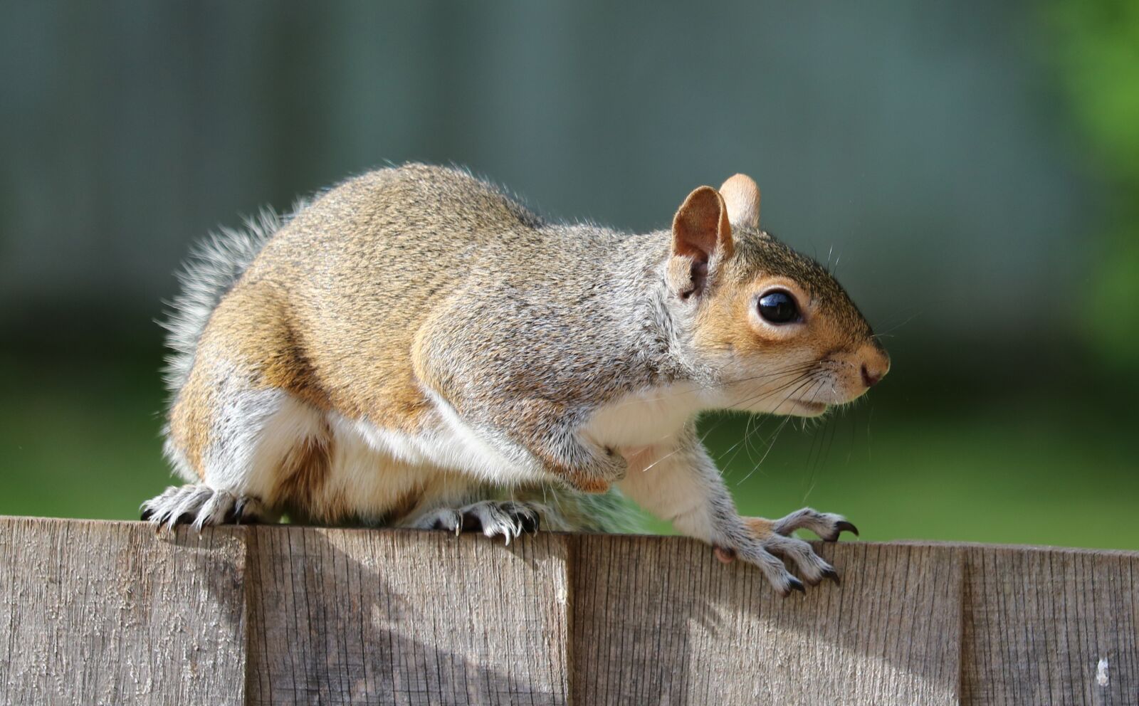 Canon EOS 750D (EOS Rebel T6i / EOS Kiss X8i) sample photo. Squirrel, grey, brown photography