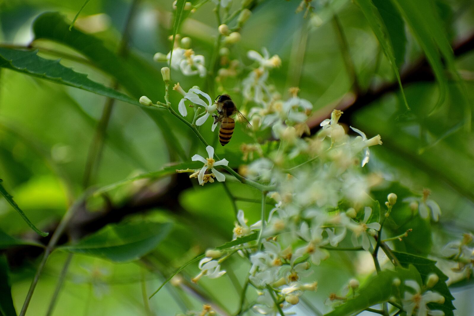 Nikon D3300 sample photo. Flower, nature, insect photography