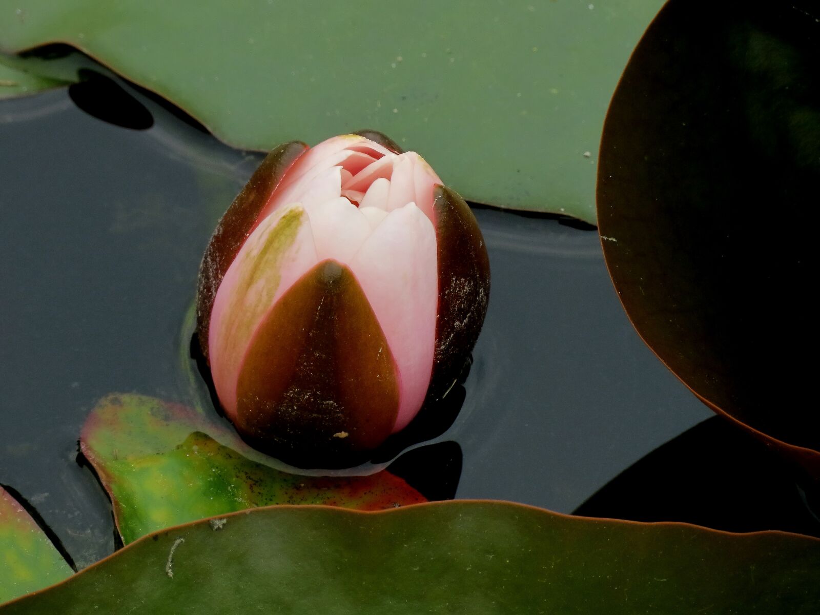 Canon PowerShot SX40 HS sample photo. Waterlilies, chalice, water photography