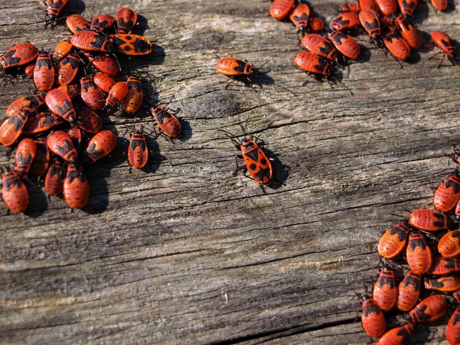 Olympus E-420 (EVOLT E-420) sample photo. Fire bugs, insect, close photography
