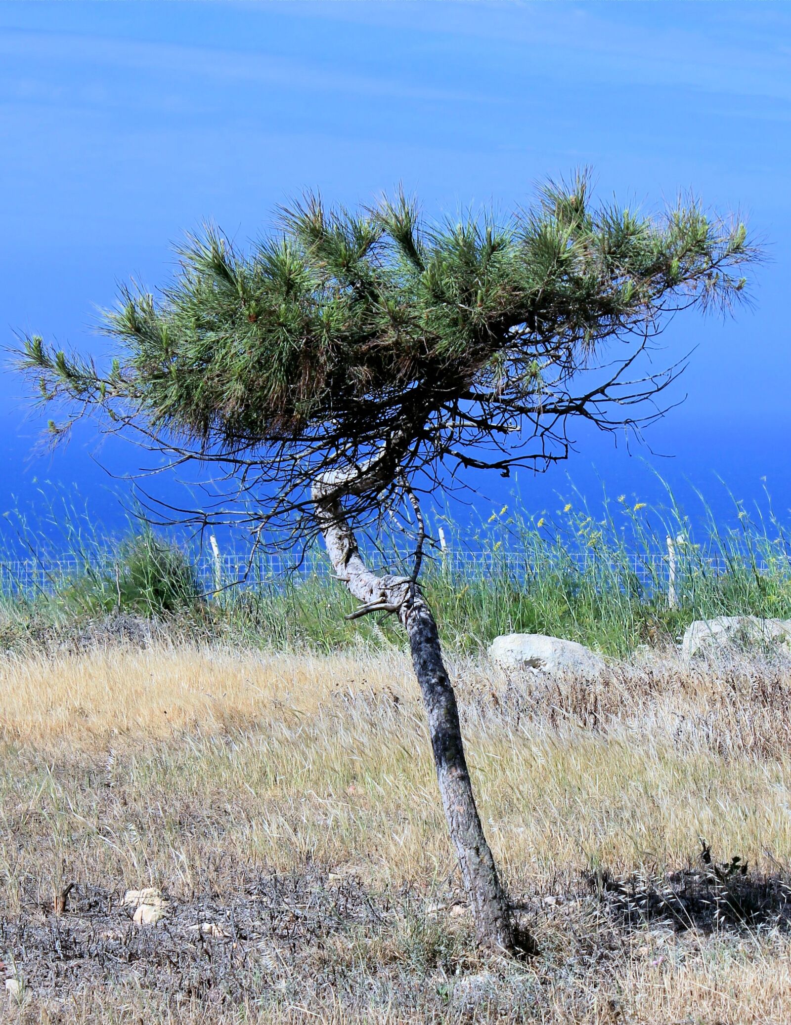 Canon EOS 550D (EOS Rebel T2i / EOS Kiss X4) sample photo. Tree, pine, conifer photography