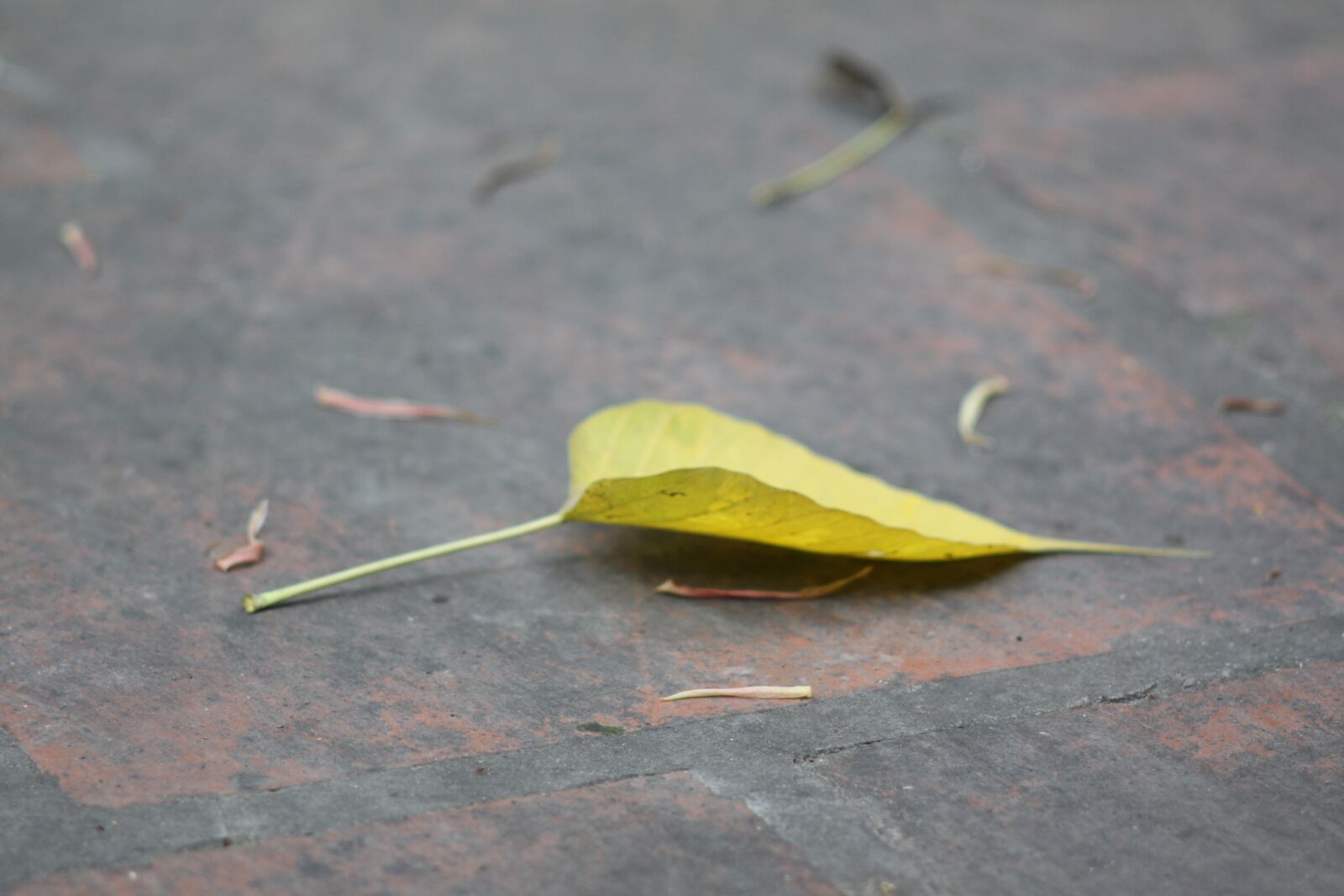 Canon EOS 50D sample photo. Nature leaf, ficus religiosa photography
