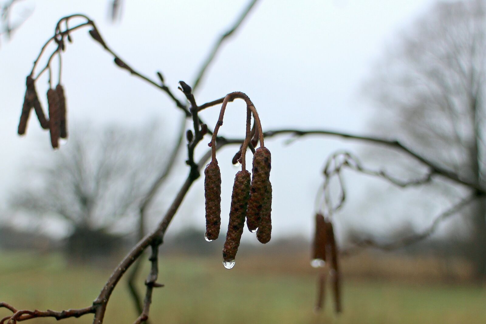 Canon EOS M sample photo. Hazelnut, seeds, bud photography