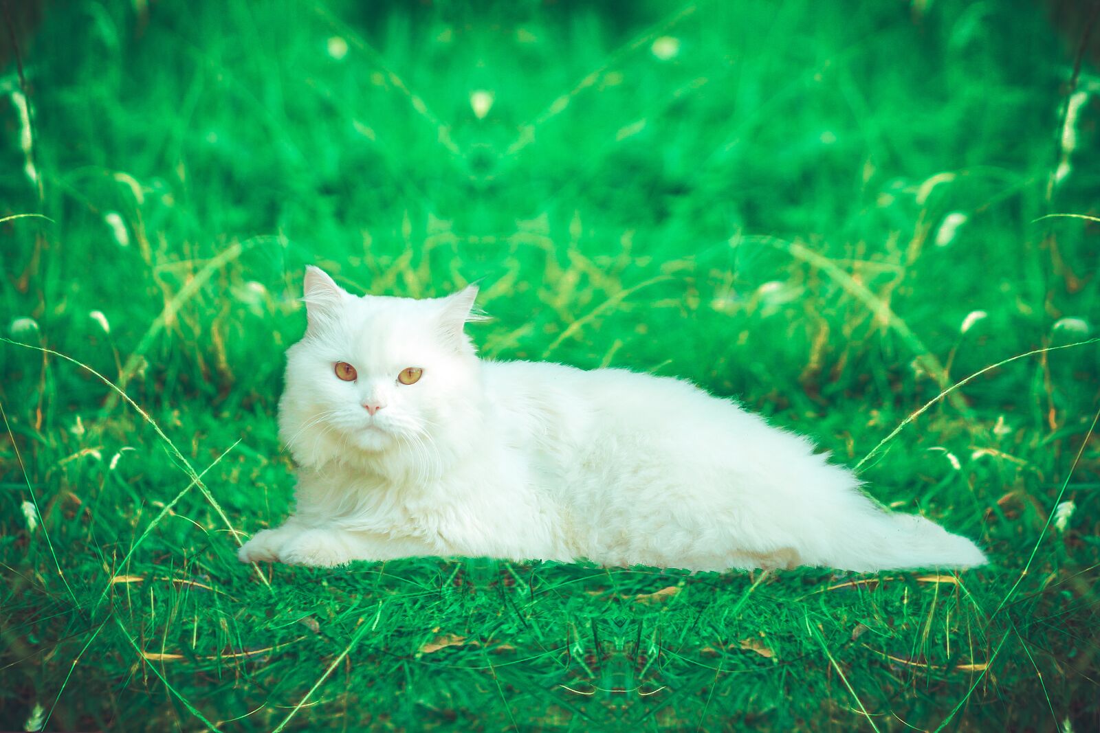 Canon EOS 700D (EOS Rebel T5i / EOS Kiss X7i) sample photo. Cat, animal, kitten photography