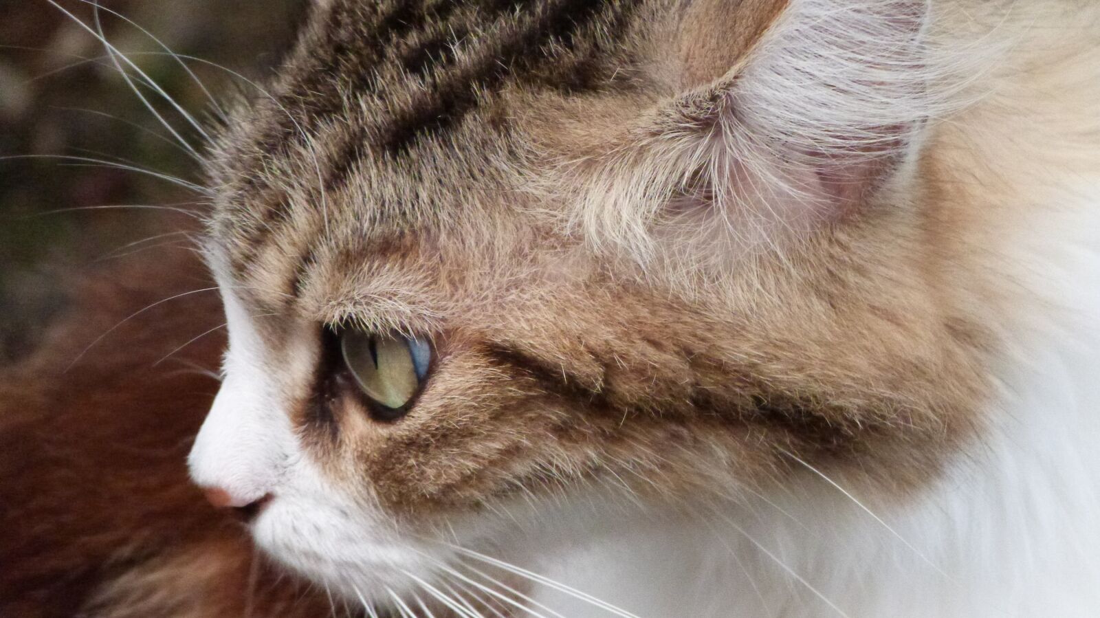 Panasonic Lumix DMC-FZ47 (Lumix DMC-FZ48) sample photo. Cat, animals, v photography
