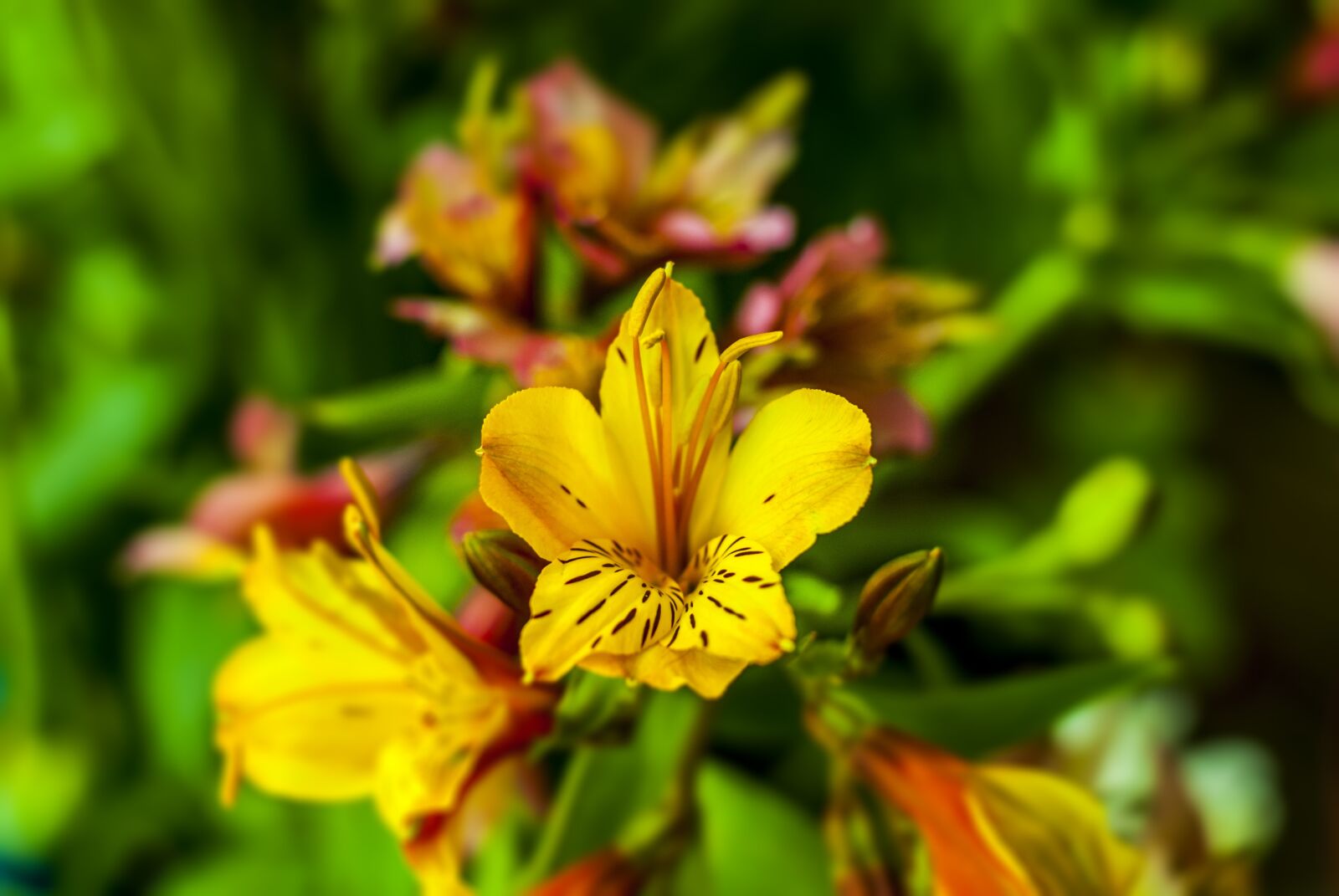 Nikon D60 sample photo. Flower, wild, flower beautiful photography