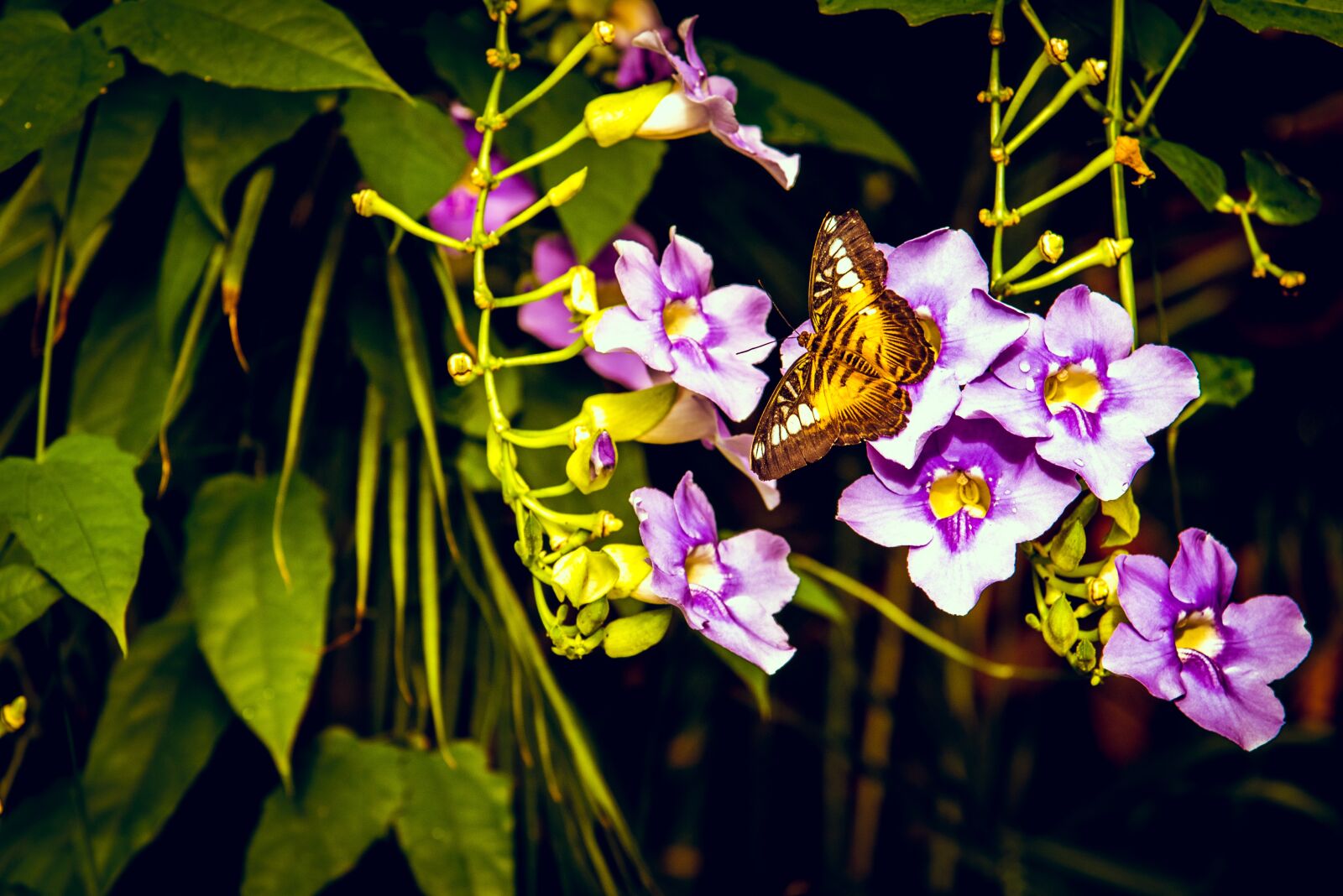 Nikon D750 sample photo. Butterfly, flower, purple photography