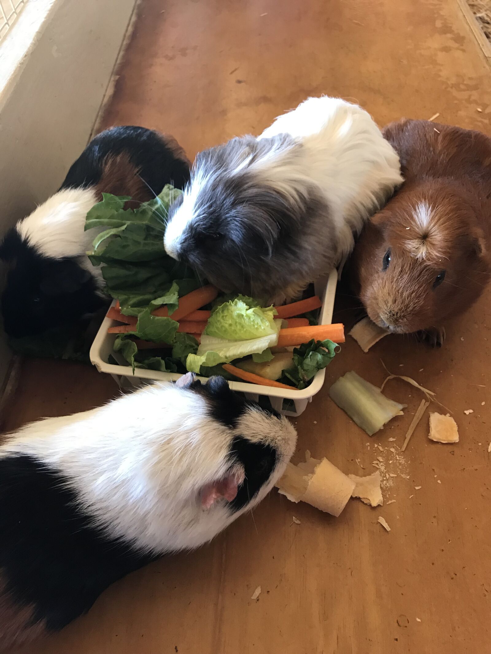 iPhone 7 Plus back dual camera 3.99mm f/1.8 sample photo. Guinea pigs, carrots, pets photography