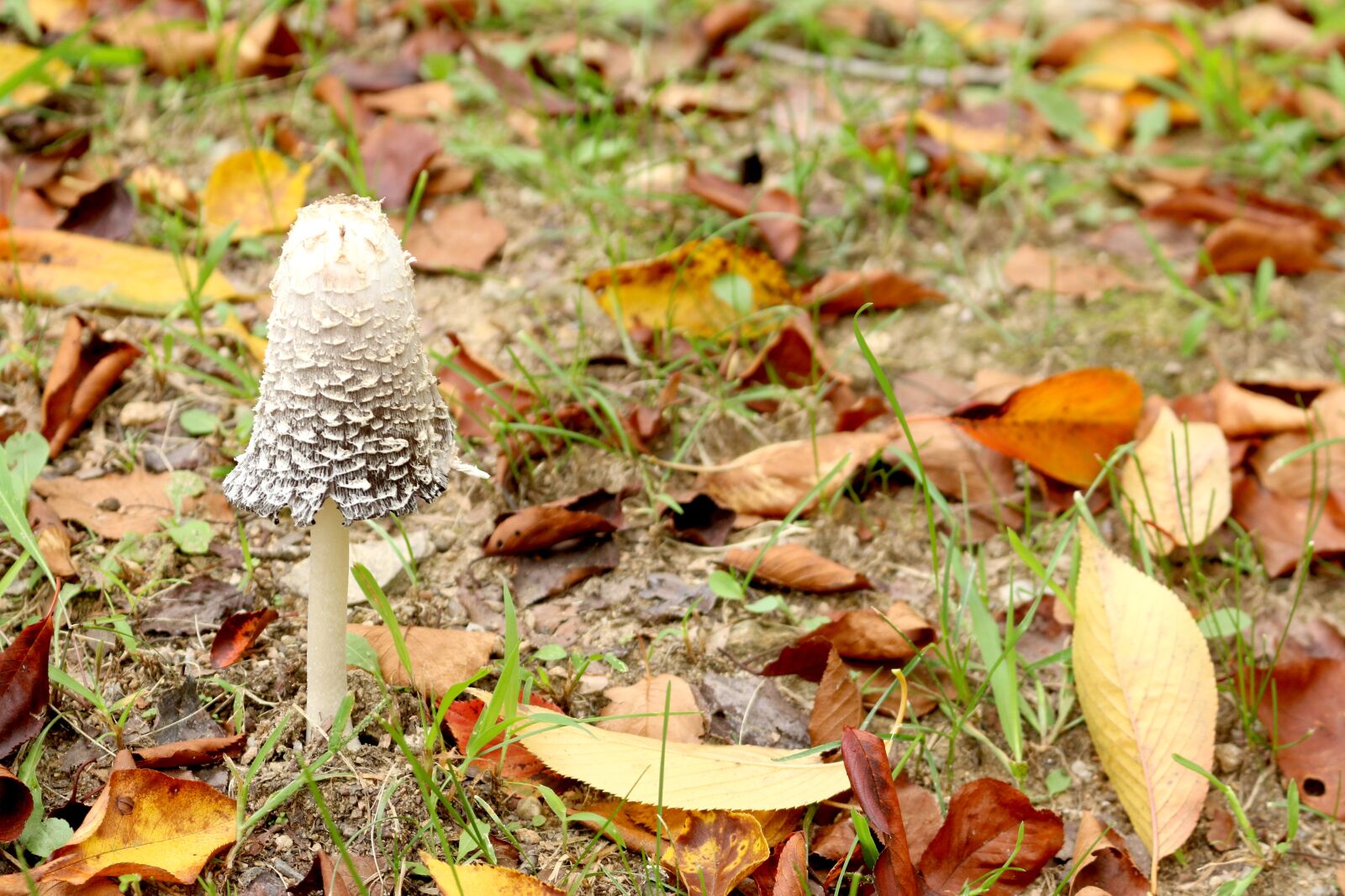 Canon EOS 70D sample photo. Mushroom, leaves, autumn photography