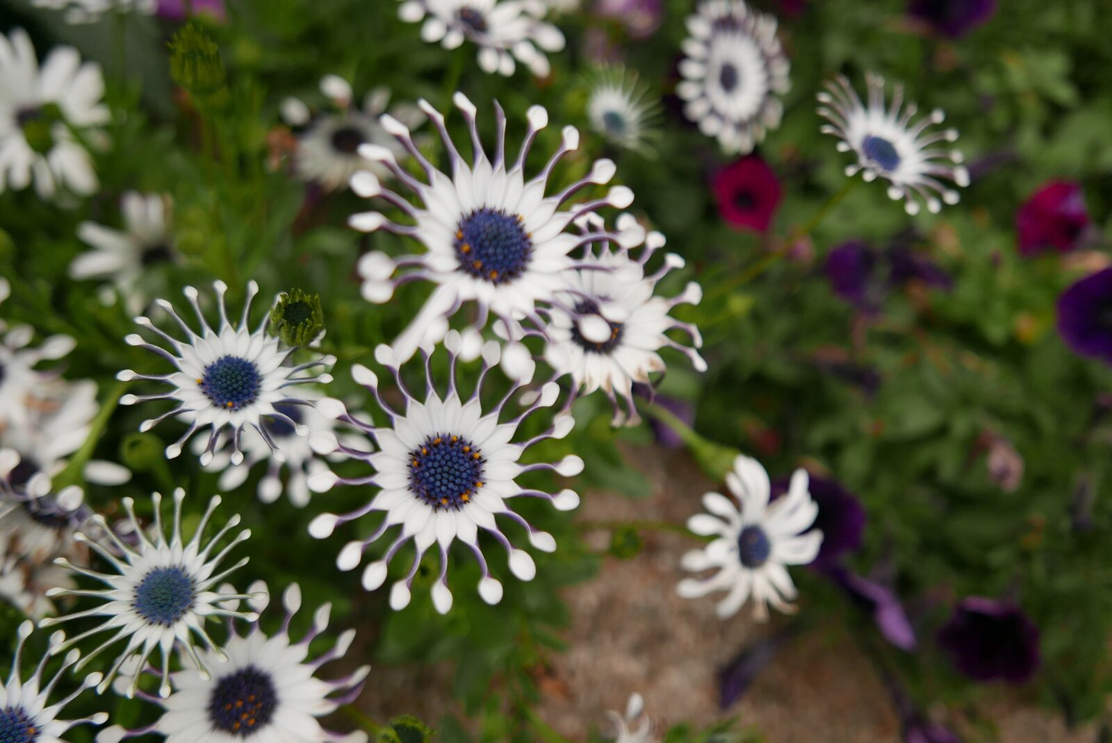 Leica D-Lux (Typ 109) sample photo. Flowers, white, nature photography