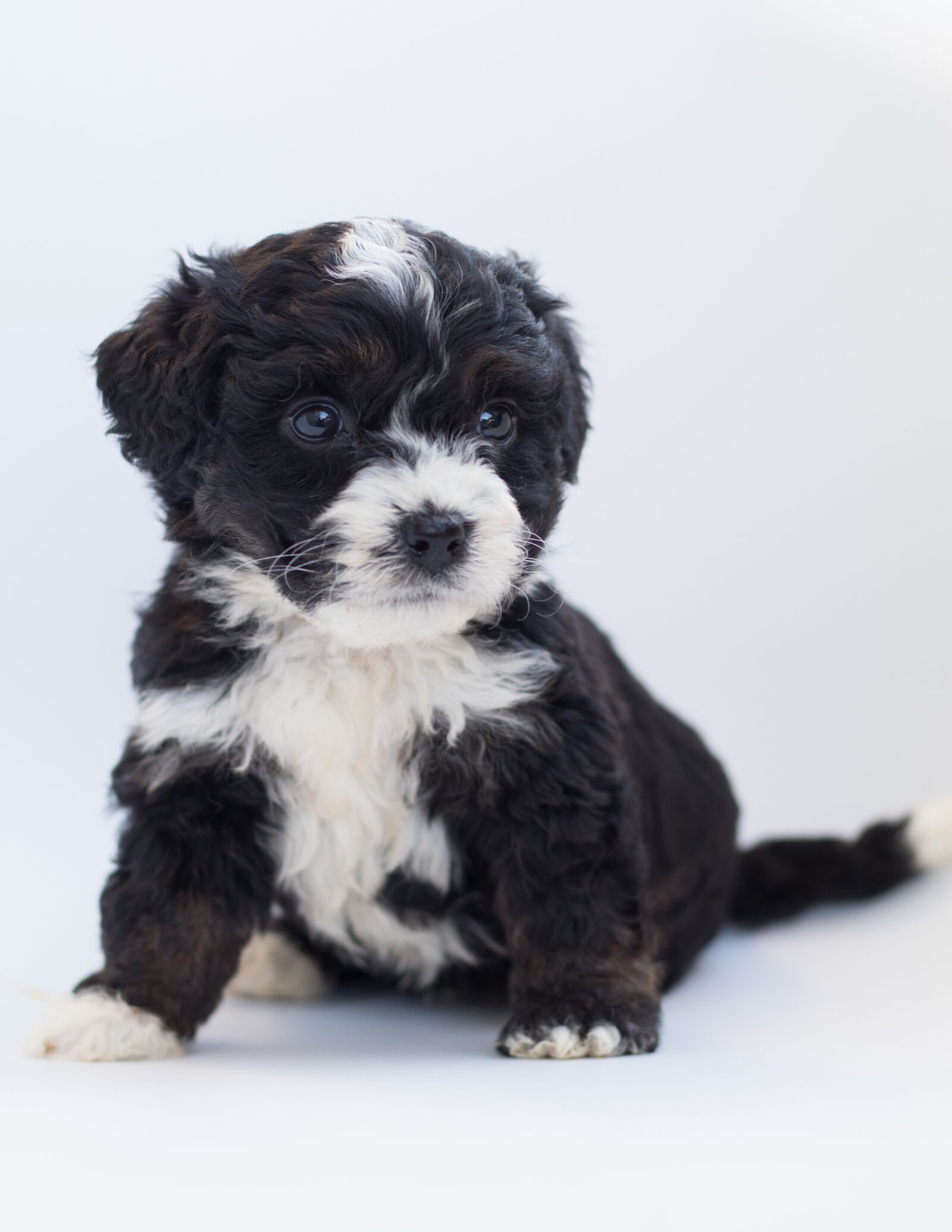 Canon EF 50mm F1.8 STM sample photo. Bernedoodle, dog, puppy photography