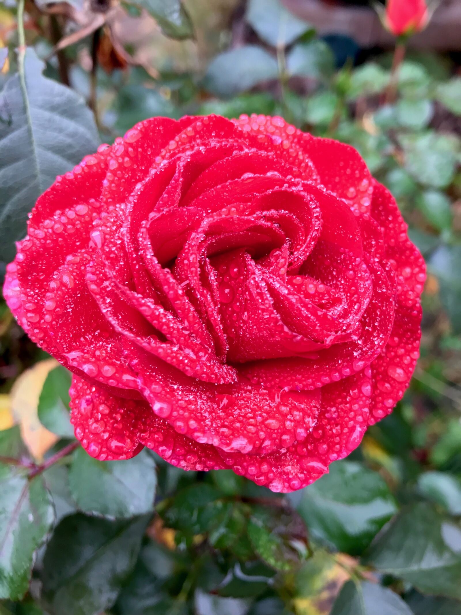 Apple iPhone 7 Plus sample photo. Rose, flower, romantic photography