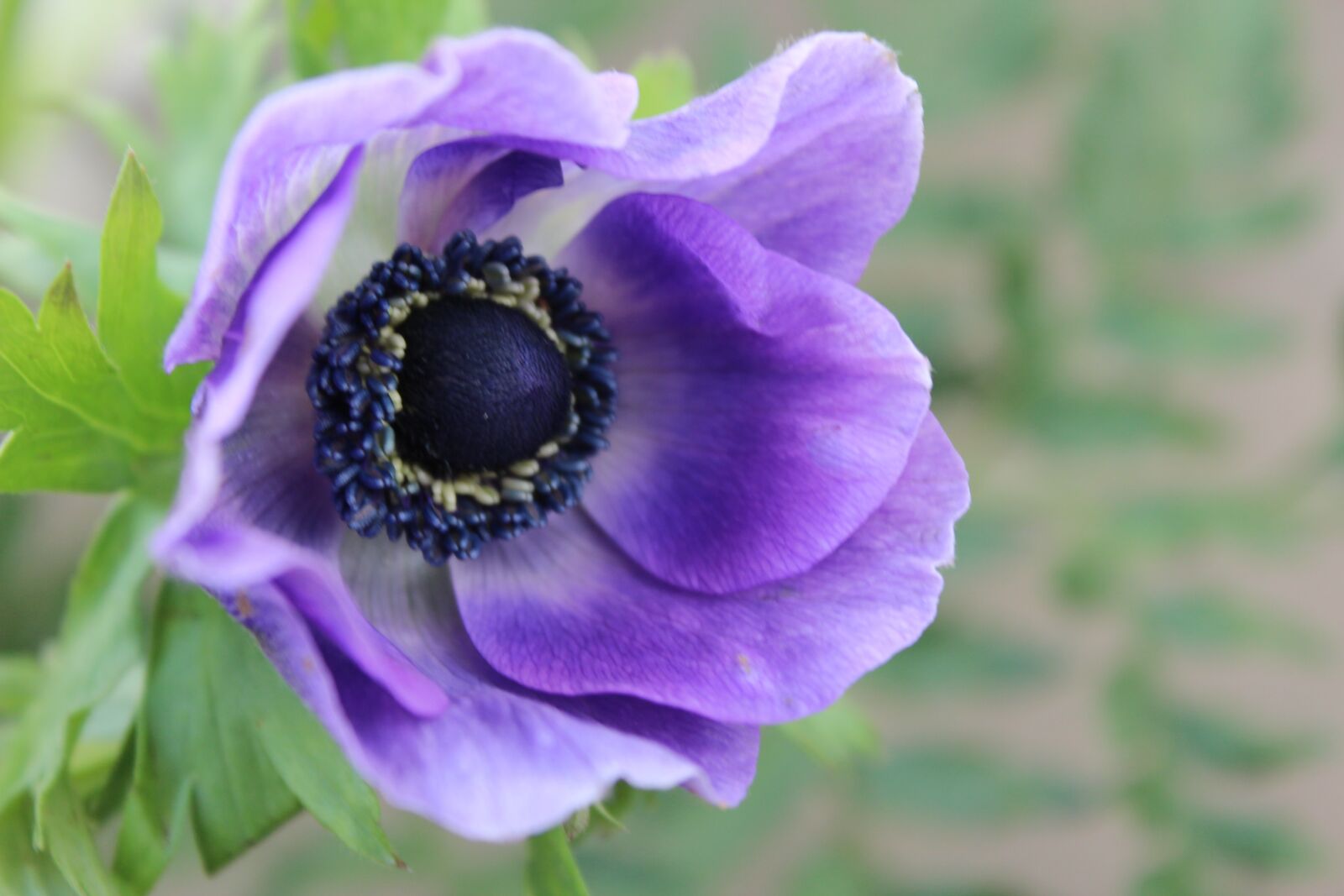 Canon EOS 600D (Rebel EOS T3i / EOS Kiss X5) sample photo. Flower, nature, garden photography