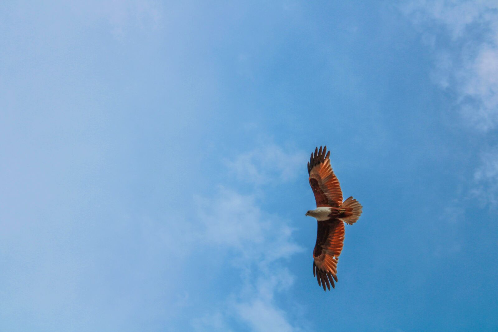 Canon EOS 2000D (EOS Rebel T7 / EOS Kiss X90 / EOS 1500D) sample photo. Bird, eagle, nature photography