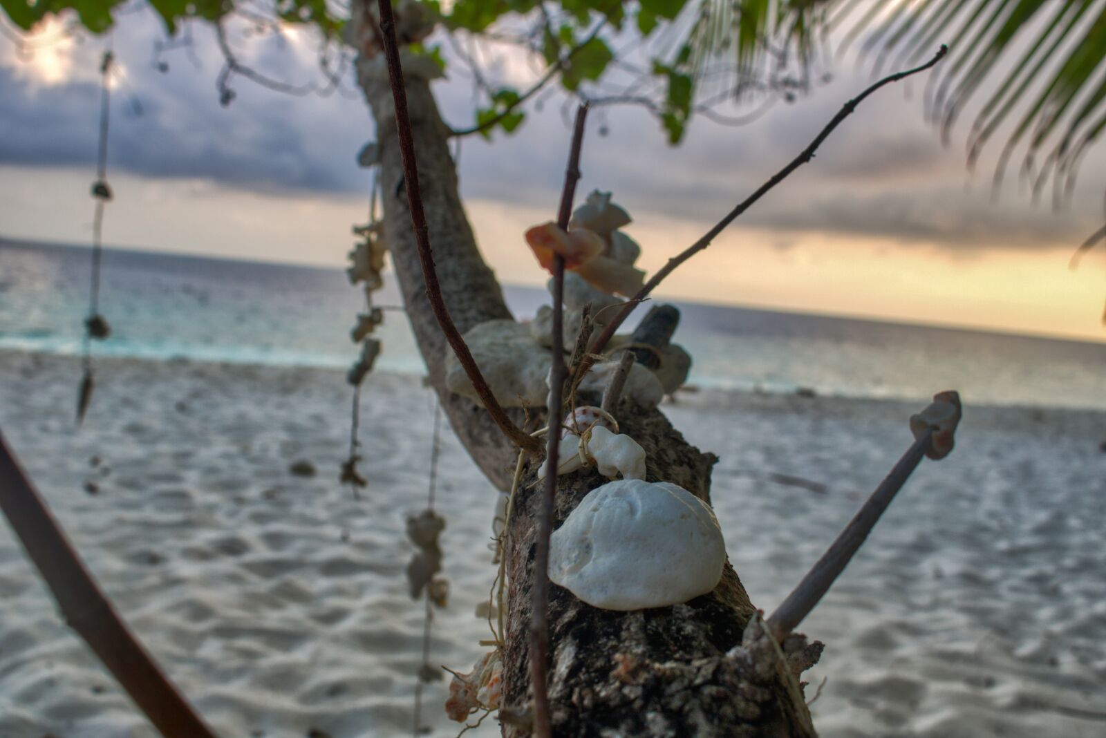 Canon EOS 750D (EOS Rebel T6i / EOS Kiss X8i) sample photo. Artwork, abstract, tropical photography