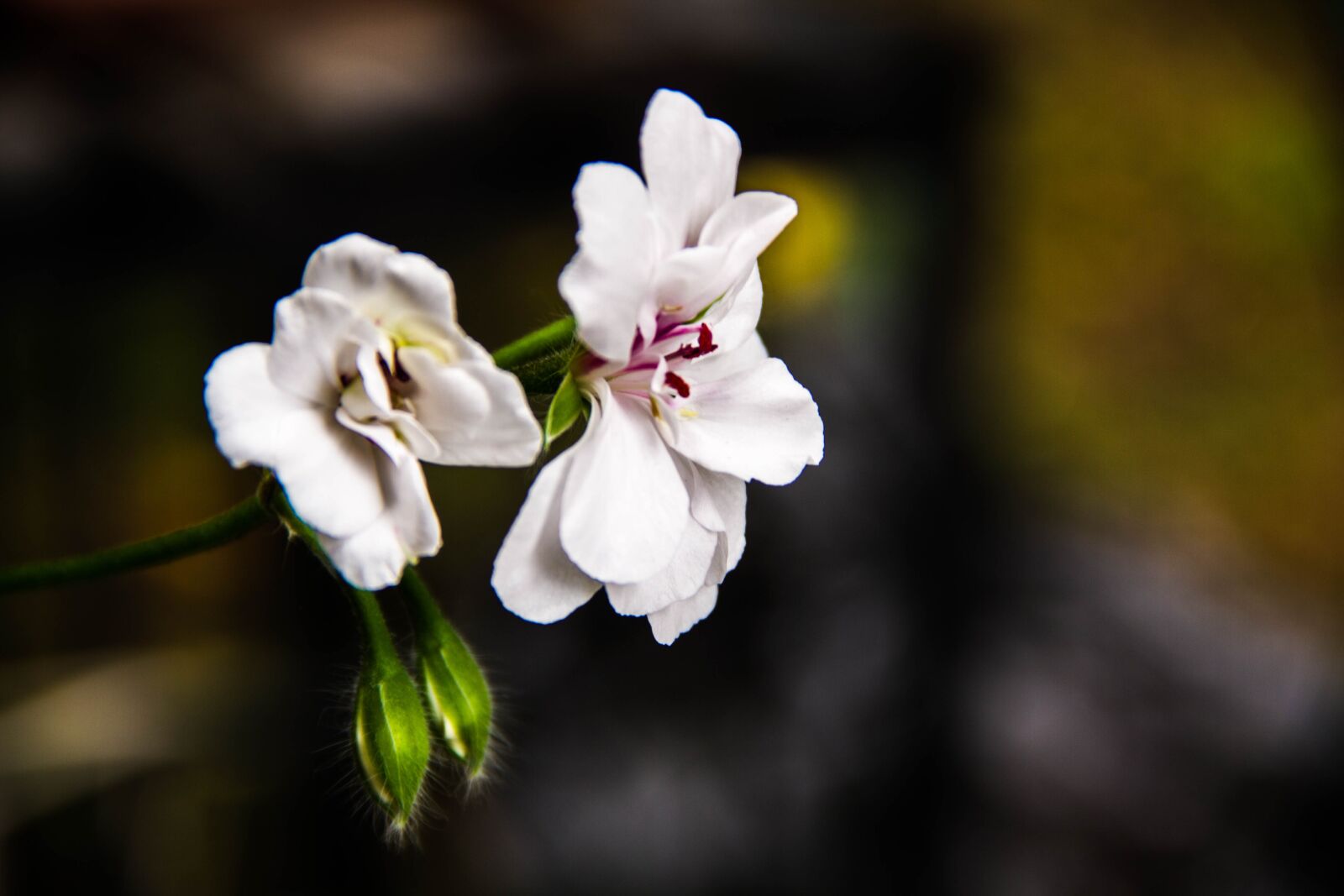 Canon EOS 7D sample photo. Flowers, white, natura photography