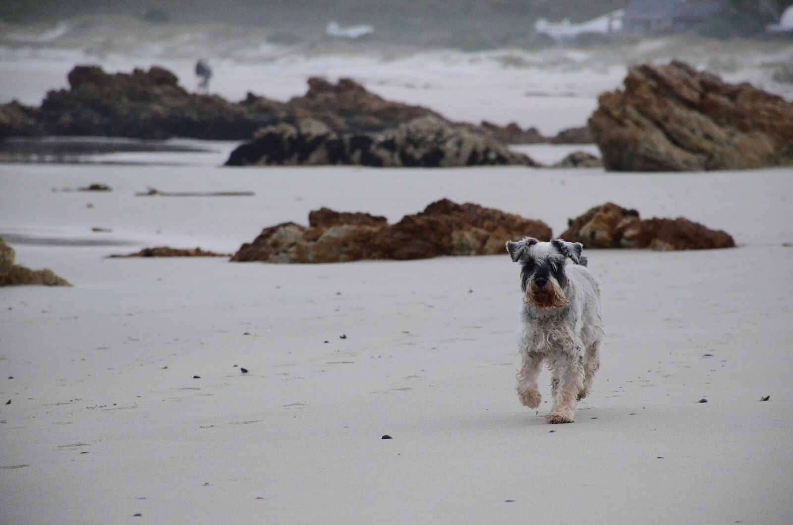Nikon D7000 sample photo. Beach, dog, waves photography