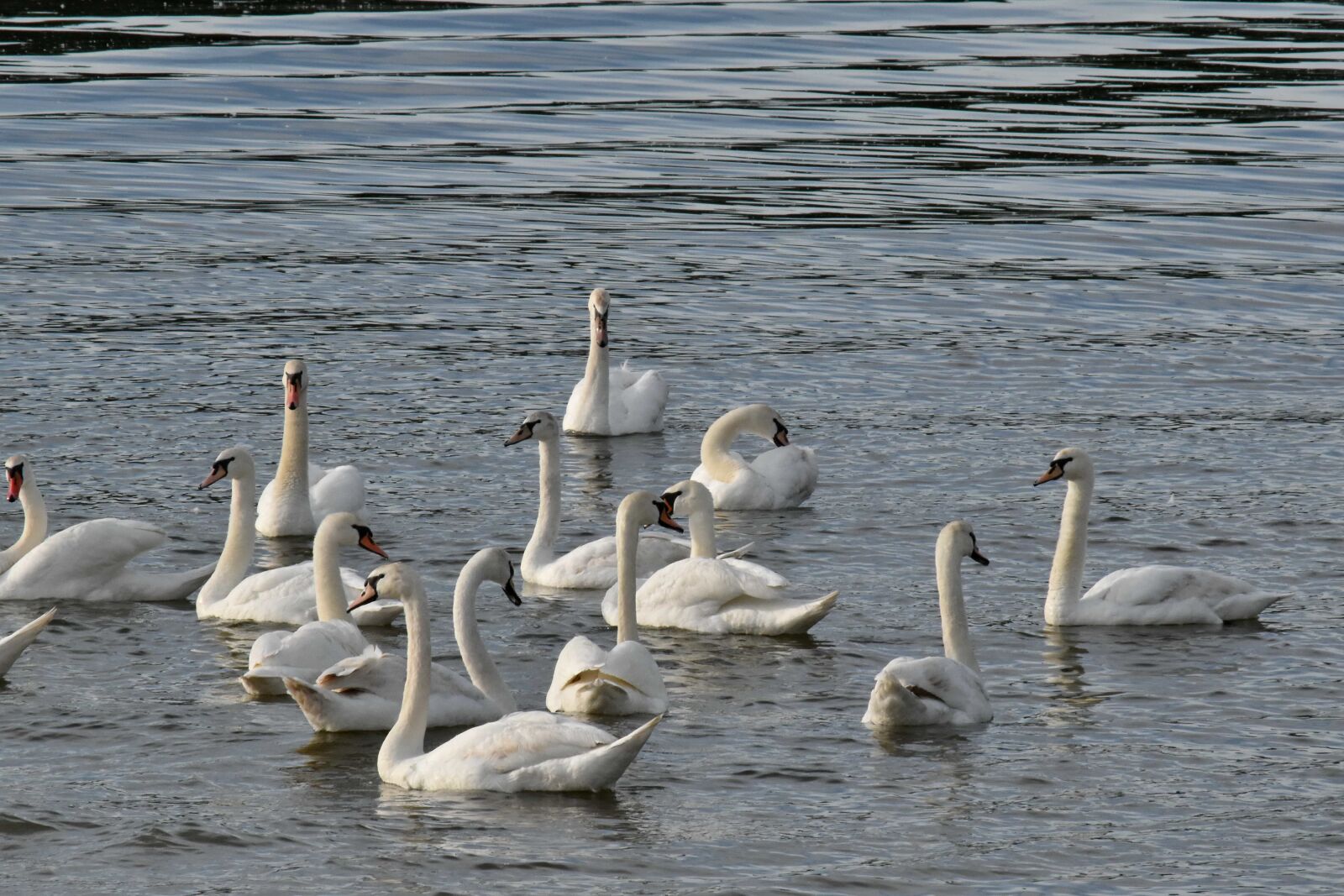 Nikon D5500 sample photo. Daylight, waterfowl, water, swan photography