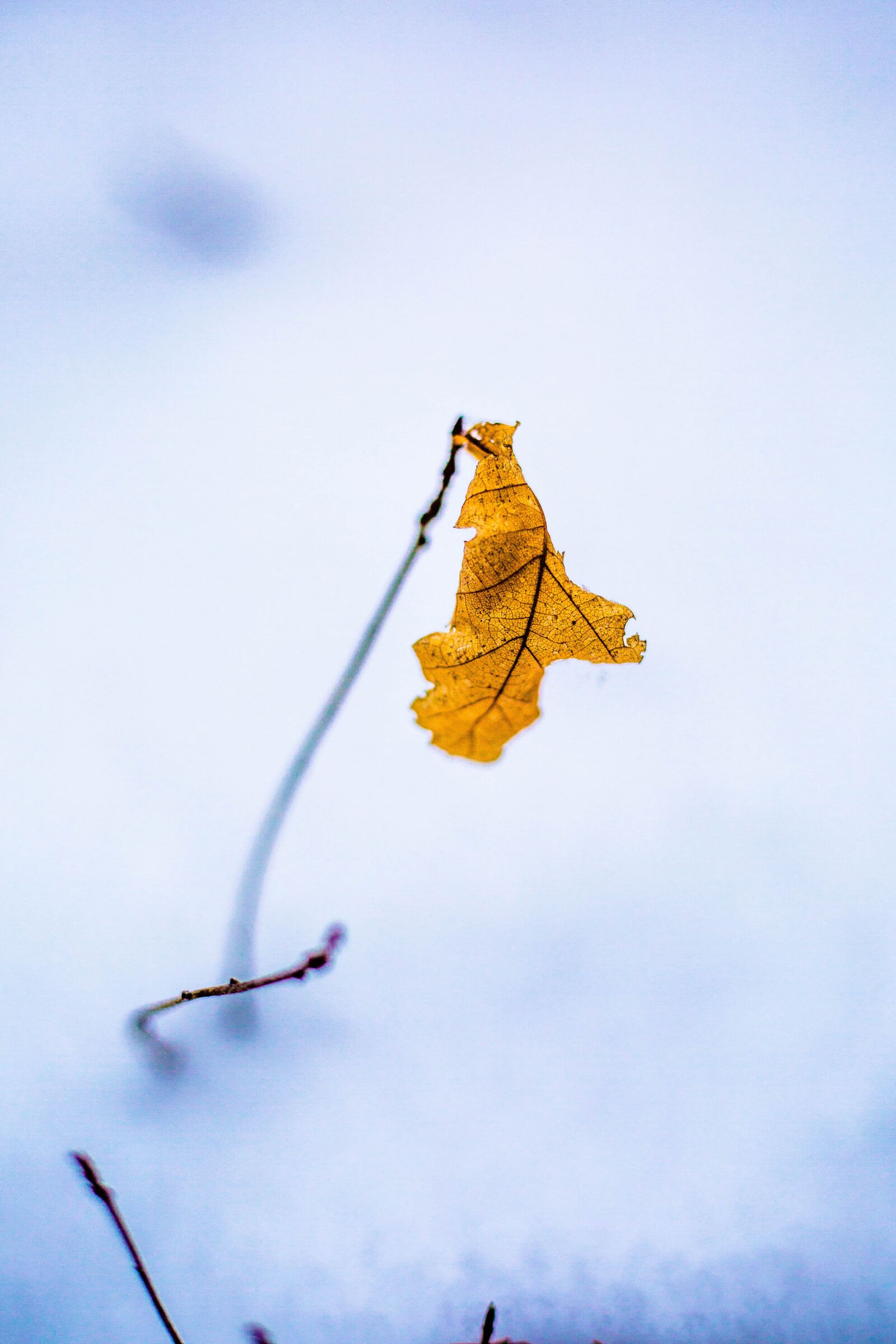 Canon EOS 5D Mark III sample photo. Winter, sheet, nature photography