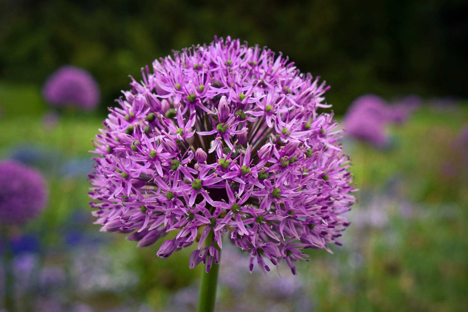 Nikon D3300 sample photo. Flowers, ornamental onion, plant photography