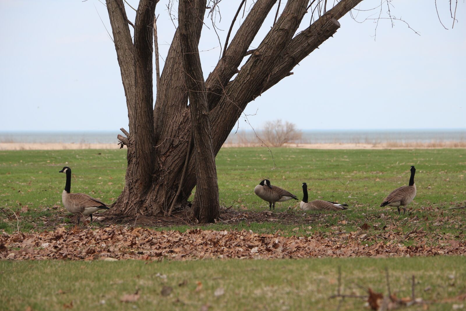 Canon EOS 650D (EOS Rebel T4i / EOS Kiss X6i) + Canon EF-S 18-135mm F3.5-5.6 IS STM sample photo. Canada geese, michigan, bay photography