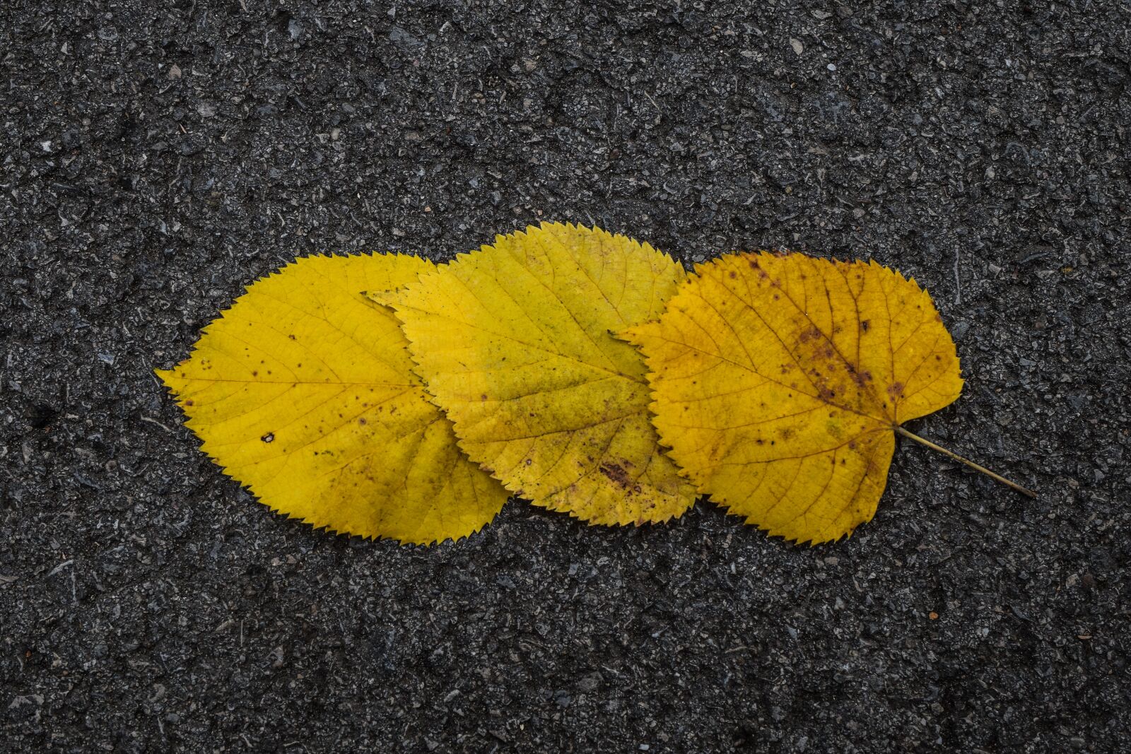 Nikon D5300 sample photo. Autumn, leaf, bright photography