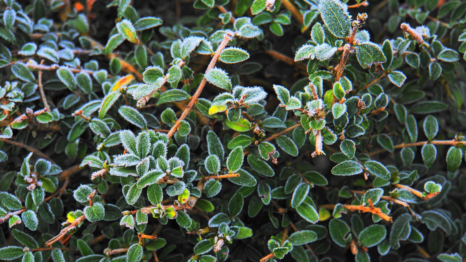 Sony E 18-200mm F3.5-6.3 OSS LE sample photo. Hoarfrost, boxwood, winter photography