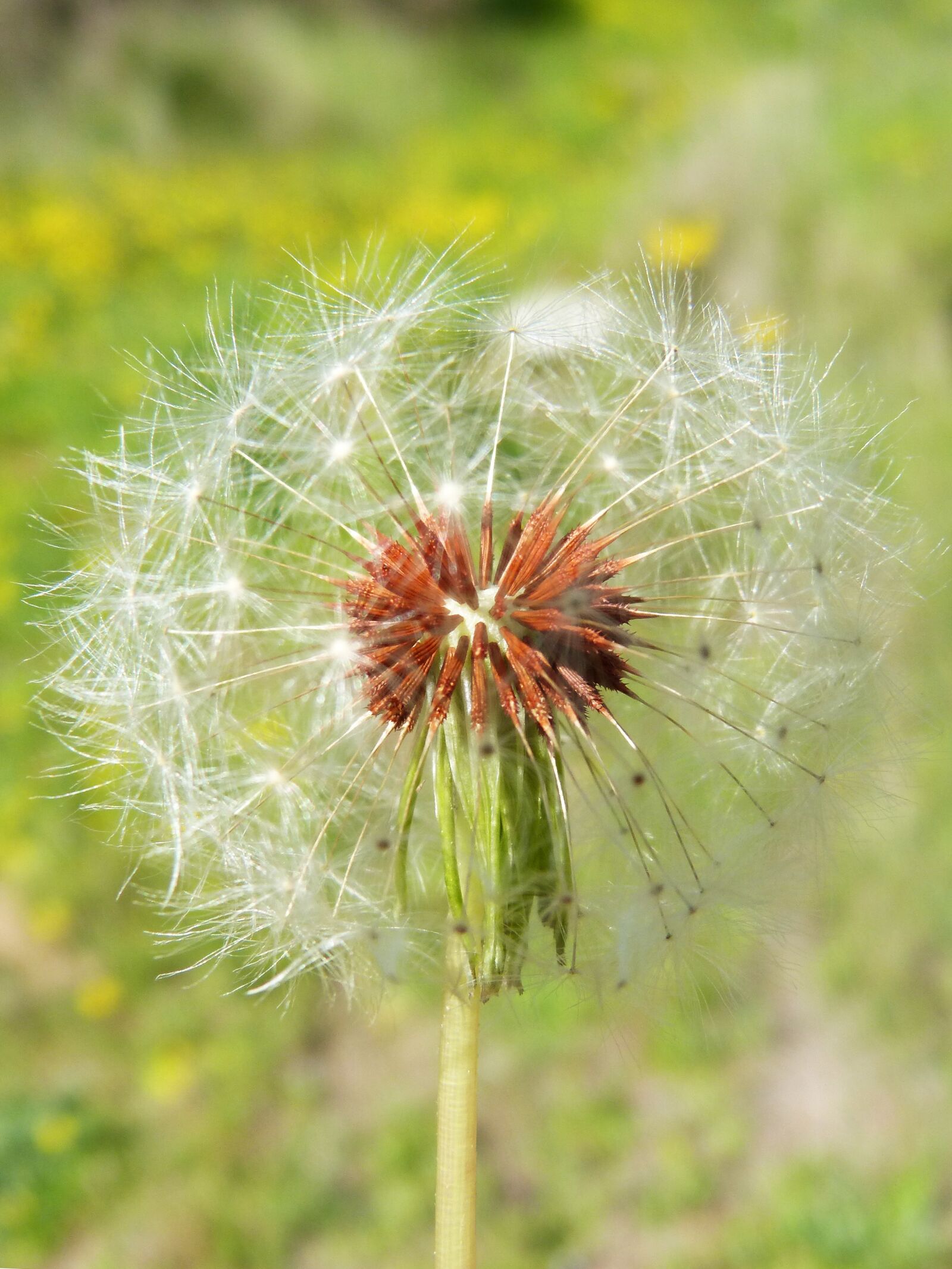 Panasonic DMC-FZ62 sample photo. Dandelion, angelitos, detail photography