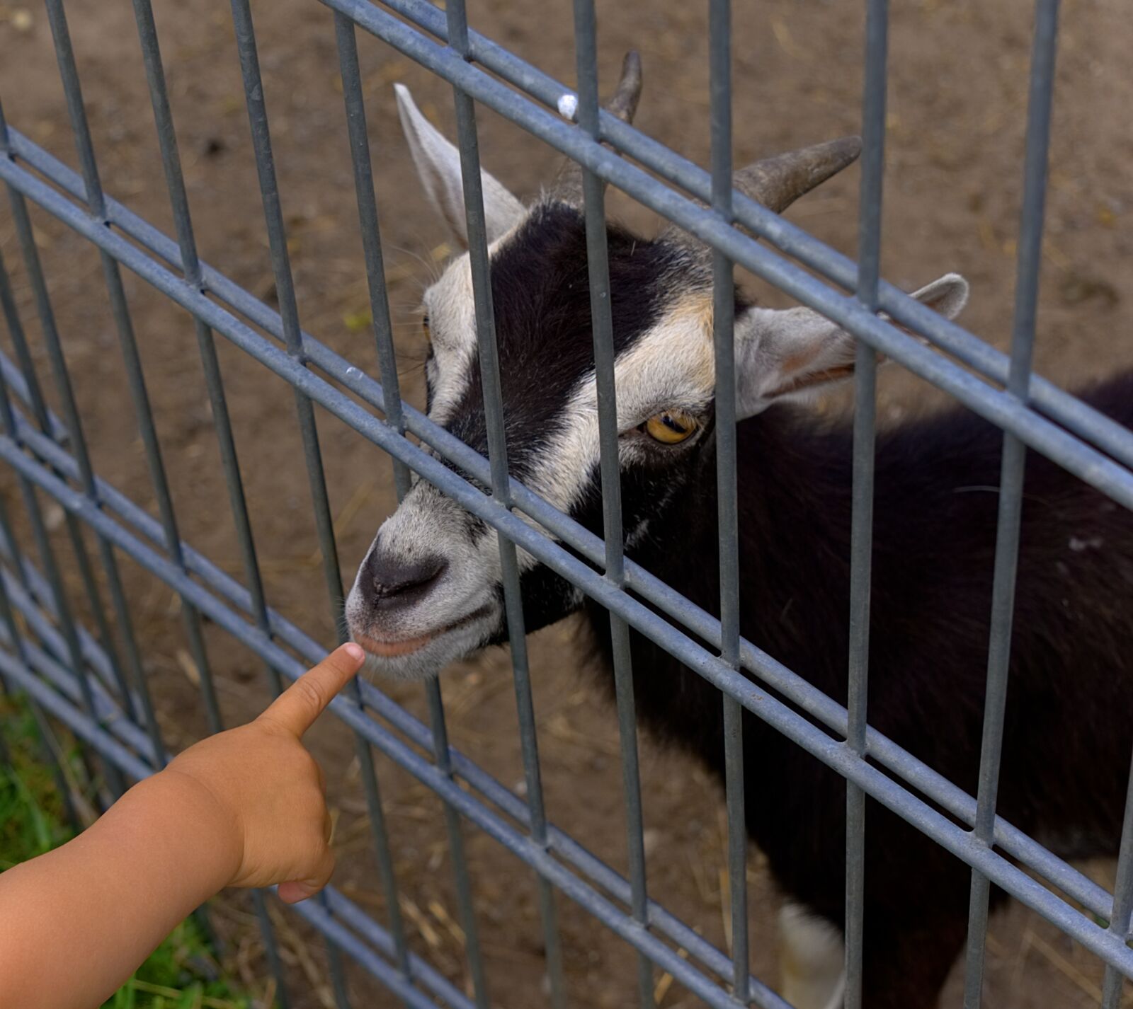 Sony E 55-210mm F4.5-6.3 OSS sample photo. Goat, fence, finger photography